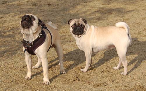 Rio and Sheba Return to the Dog Park
