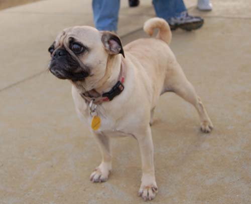 Mountain View Dog Park - March 4, 2007