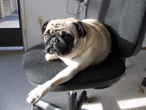 Working Pugs