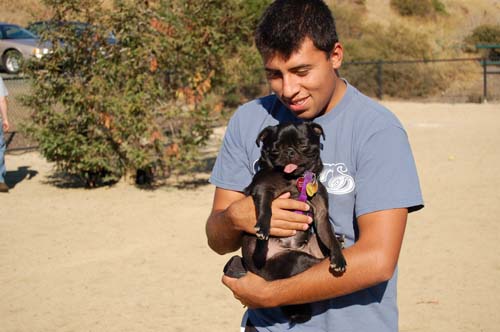 Pugs Pugs Pugs Mountain View Dog Park Fun October 8, 2005