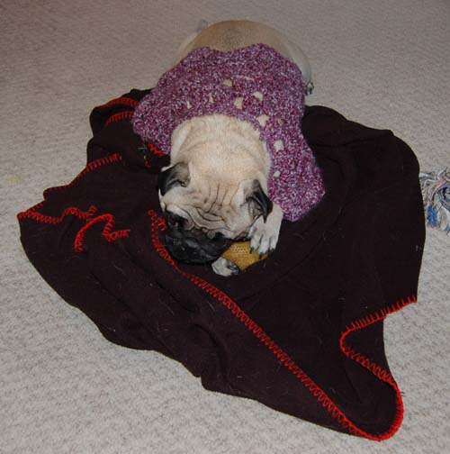 Happy Fun Clothes for Rio and Sheba