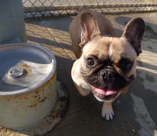 Mountain View Dog Park Pug Fun - 4 Feb 2006
