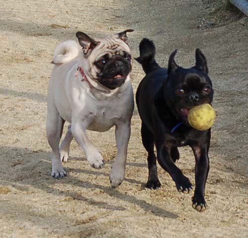 Mountain View Dog Park Pug Fun - 4 Feb 2006