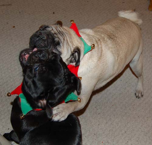 Jingle Pugs