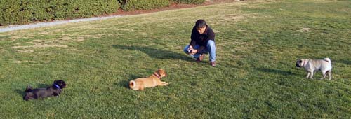 Willow, Rio, Camille and Sheba