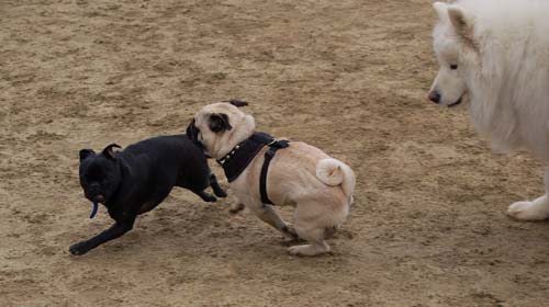 Mountain View Dog Park - February 25, 2007
