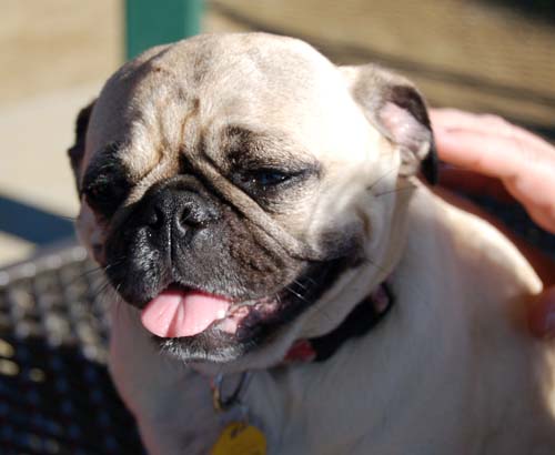 Mountain View Dog Park - March 11, 2007