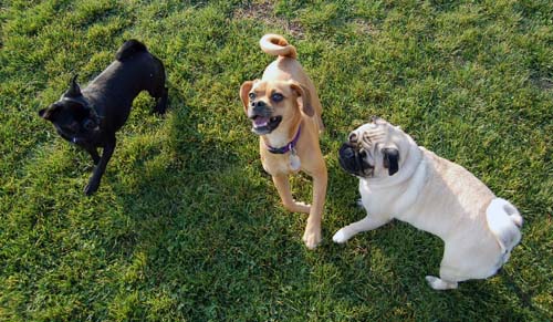 Willow, Rio, Camille and Sheba