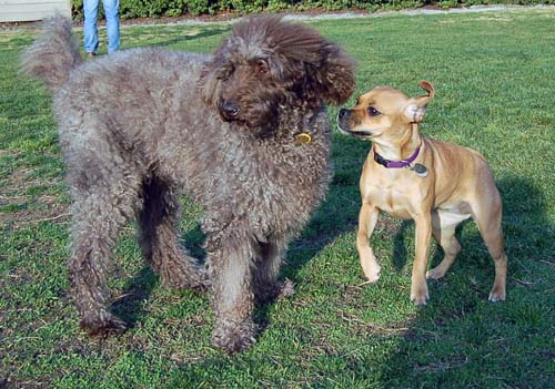 Willow, Rio, Camille and Sheba