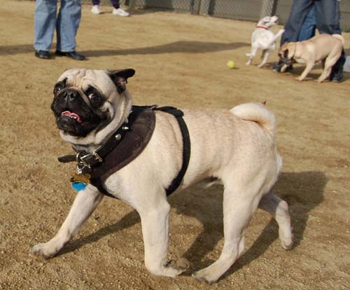 Mountain View Dog Park - March 4, 2007