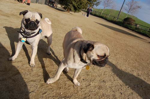 Loki Battles at the Mountain View Dog Park - February 18, 2007
