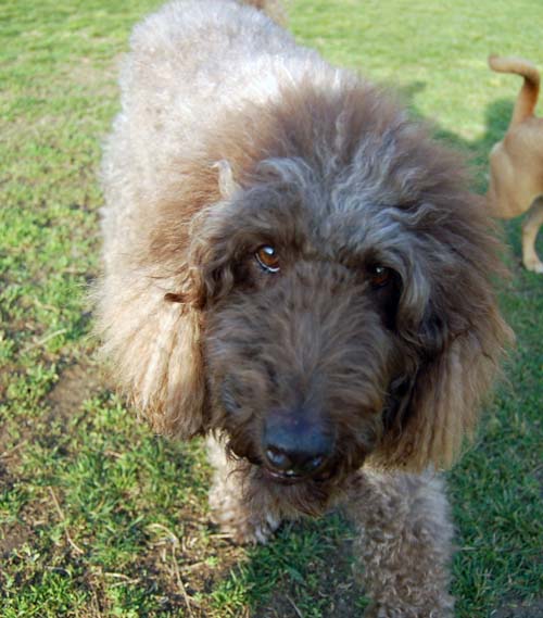 Willow, Rio, Camille and Sheba