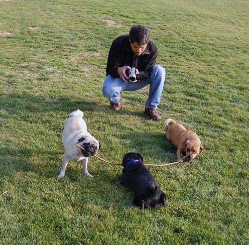 Willow, Rio, Camille and Sheba