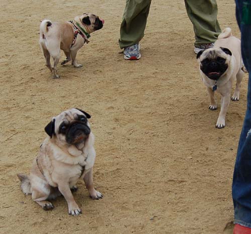 Pugs Pugs Pugs Mountain View Dog Park Fun October 15, 2005