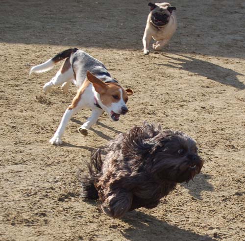 Chase and Race at the Mountain View Dog Park