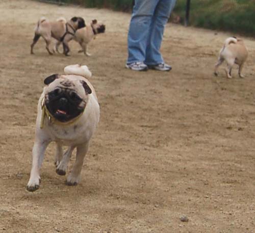Mountain View Dog Park - February 25, 2007