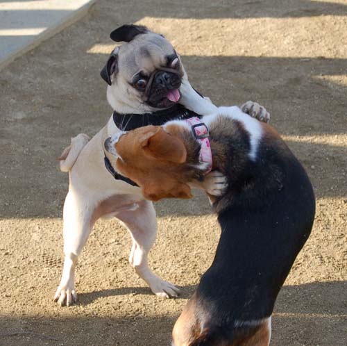 Chase and Race at the Mountain View Dog Park