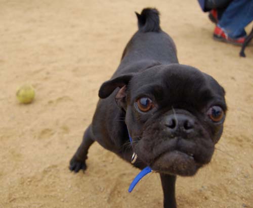 Pugs Pugs Pugs Mountain View Dog Park Fun October 15, 2005