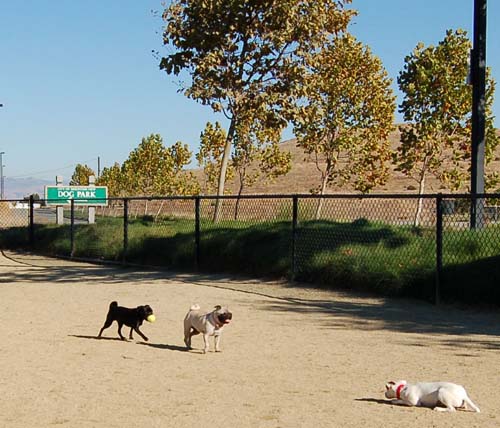 Pugs Pugs Pugs Mountain View Dog Park Fun October 8, 2005