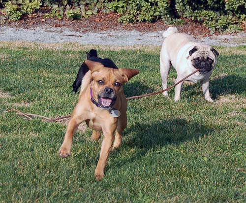 Willow, Rio, Camille and Sheba