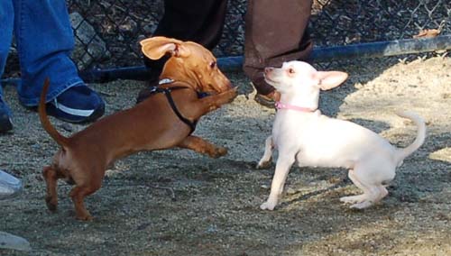 Chase and Race at the Mountain View Dog Park