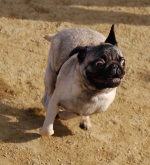 Mountain View Dog Park Sunday Fun - February 18, 2007
