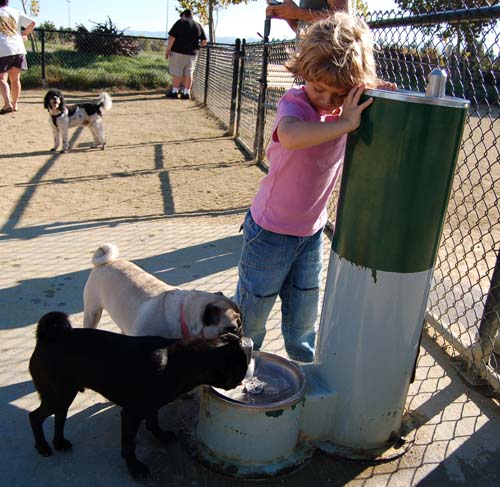 Pugs Pugs Pugs Mountain View Dog Park Fun October 8, 2005