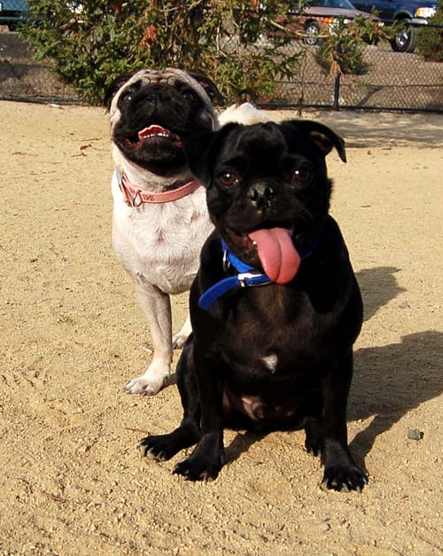 Pugs Pugs Pugs Mountain View Dog Park Fun October 22, 2005