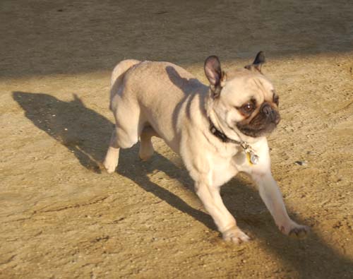 Loki Battles at the Mountain View Dog Park - February 18, 2007