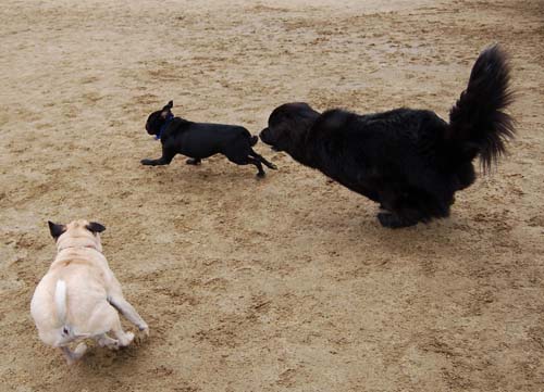 Mountain View Dog Park - February 25, 2007