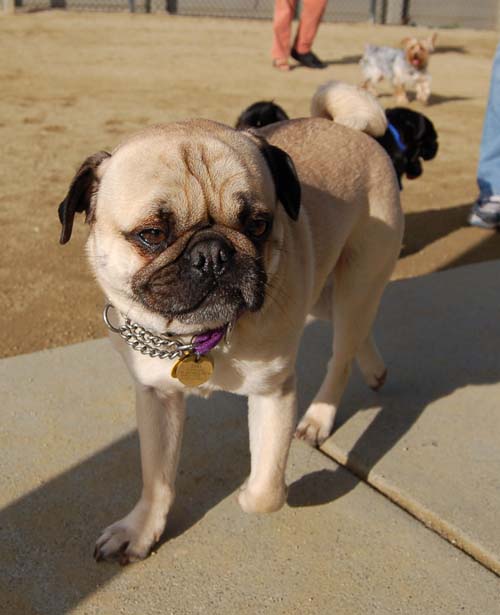 Loki Battles at the Mountain View Dog Park - February 18, 2007
