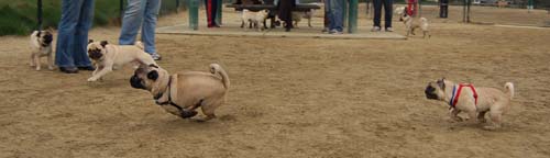 Mountain View Dog Park - February 25, 2007