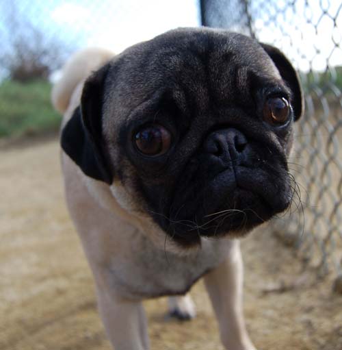 Mountain View Dog Park Sunday Fun - February 18, 2007