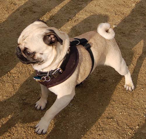 Rio and Sheba Return to the Dog Park