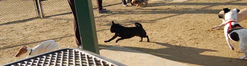 Chase and Race at the Mountain View Dog Park