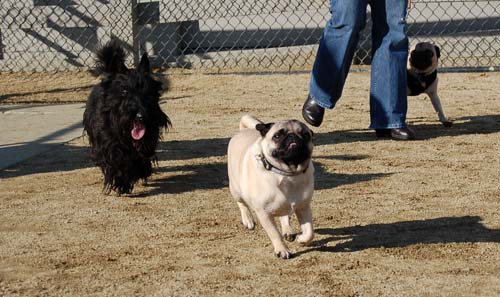 Chase and Race at the Mountain View Dog Park