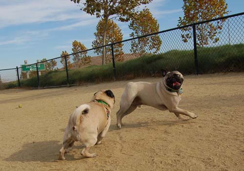 Pugs Pugs Pugs Mountain View Dog Park Fun October 22, 2005