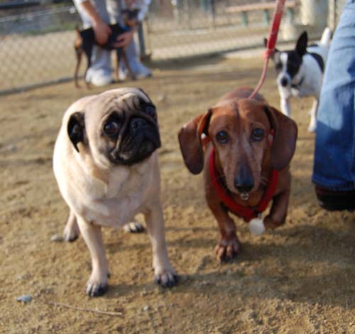 Mountain View Dog Park Pug Fun - 4 Feb 2006