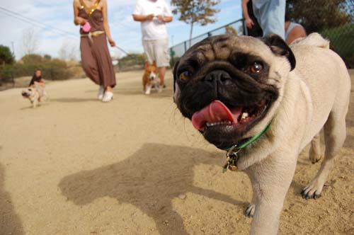 Pugs Pugs Pugs Mountain View Dog Park Fun October 22, 2005