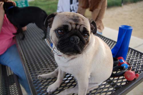 Mountain View Dog Park - March 4, 2007