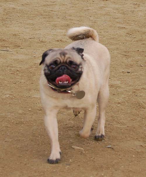 Mountain View Dog Park - March 4, 2007