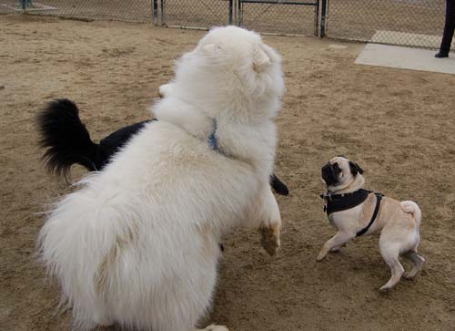 Mountain View Dog Park - February 25, 2007