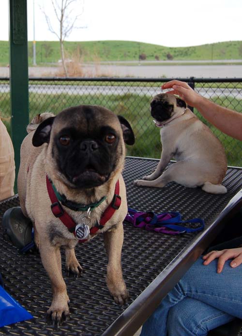 Mountain View Dog Park - March 4, 2007