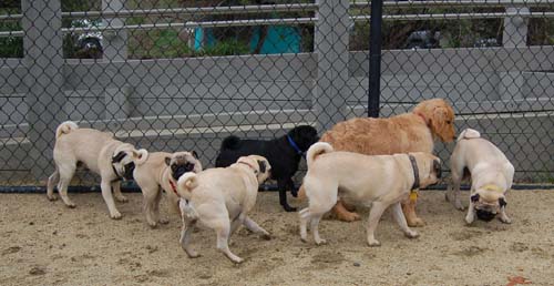 Mountain View Dog Park - February 25, 2007