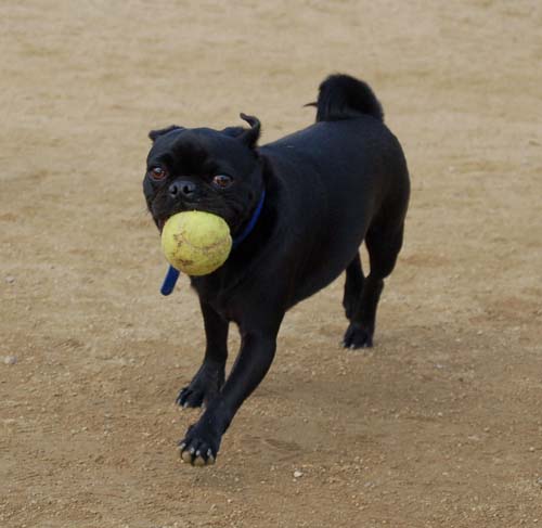 Mountain View Dog Park - March 4, 2007
