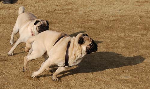 Mountain View Dog Park Pug Fun - 4 Feb 2006