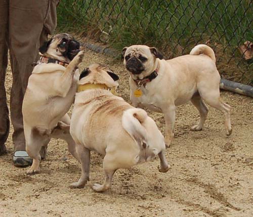 Mountain View Dog Park - February 25, 2007