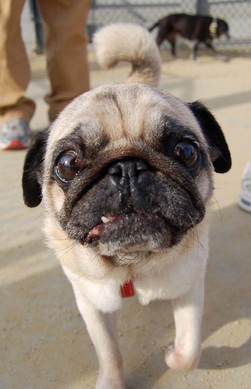 Pugs Pugs Pugs Mountain View Dog Park Fun October 22, 2005