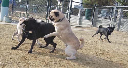 Mountain View Dog Park Sunday Fun - February 18, 2007