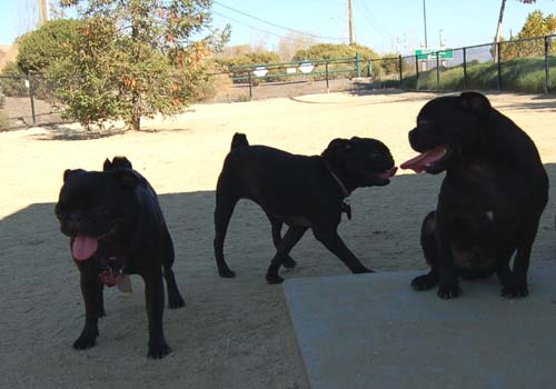 Pugs Pugs Pugs Mountain View Dog Park Fun October 8, 2005